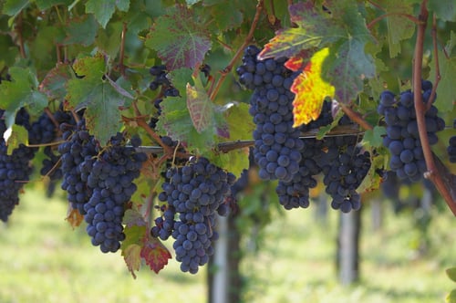 Walking & Hiking in the Barolo Wine Region